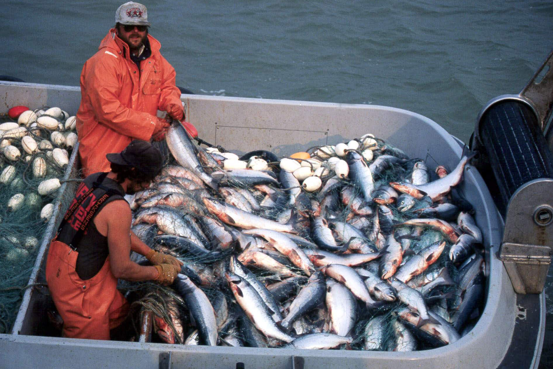 bristol-bay-fishermen-aghast-at-50-cents-a-pound-price-for-sockeye