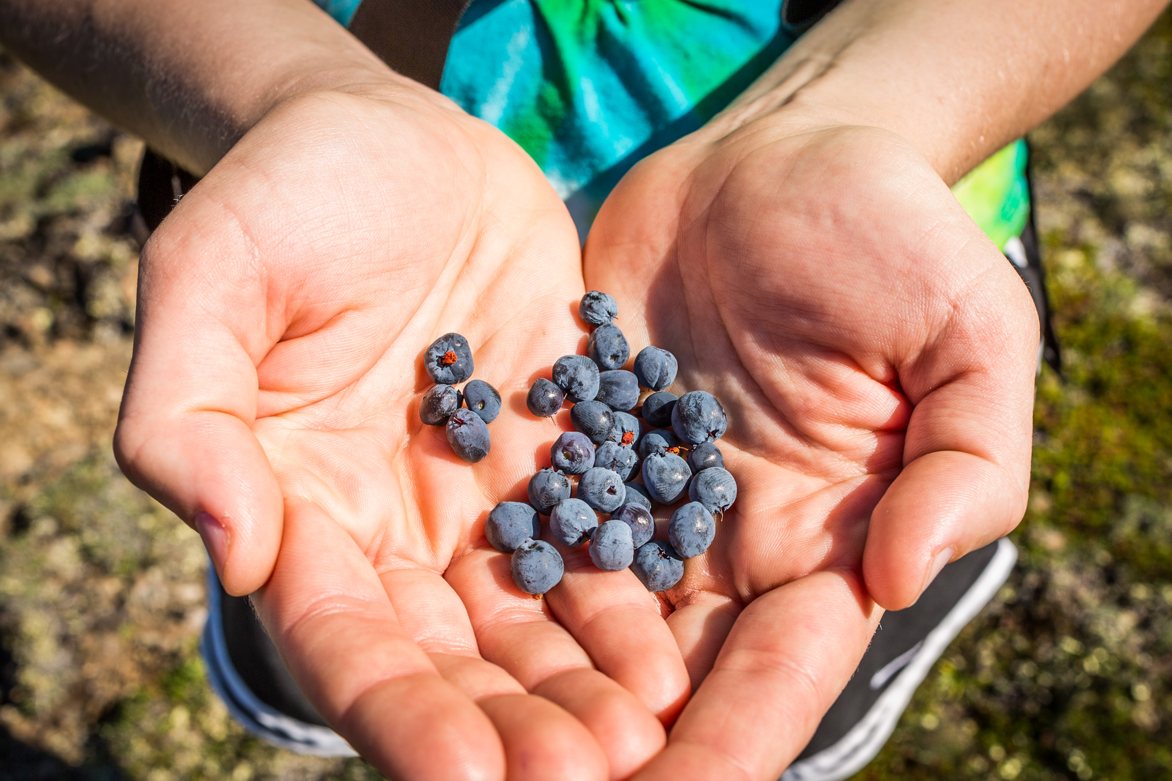 Photos: Early-season berry picking proves fruitful