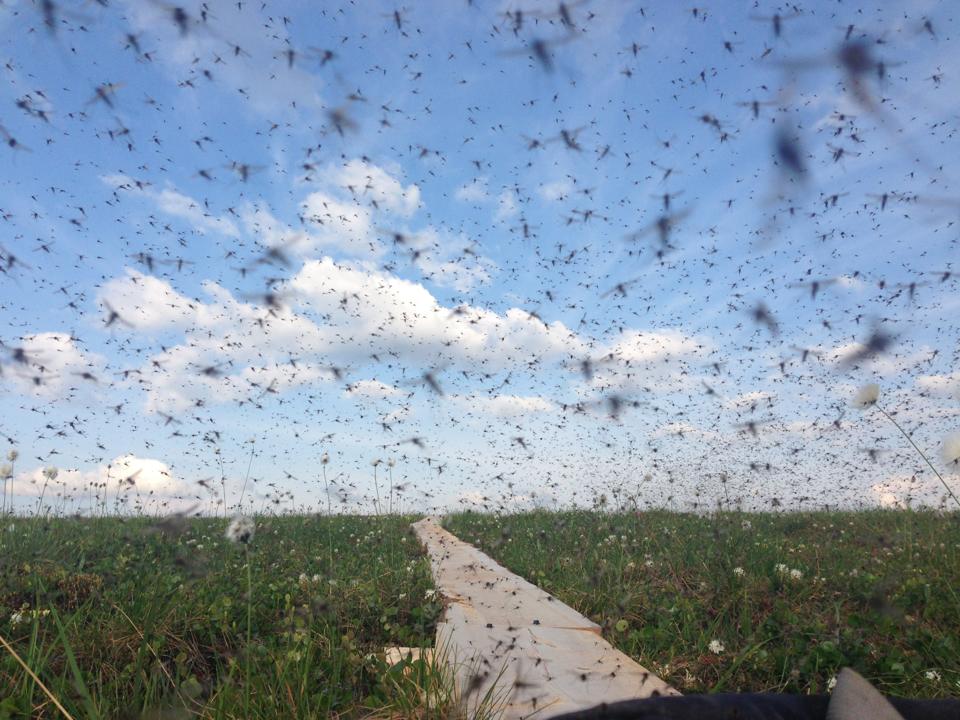 How Big Can Mosquitoes Get?