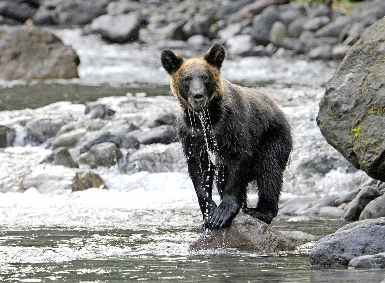 Why This Japanese Town Eats BEARS 