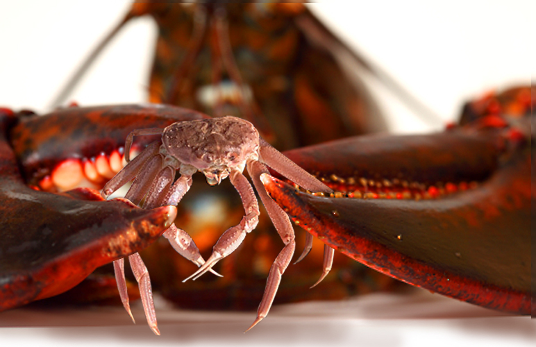 Red Lobster sees seafood differently than most Alaskans