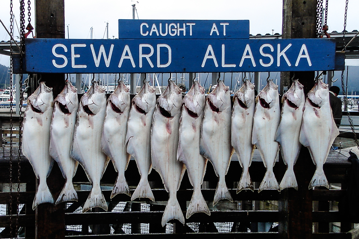 Seward Halibut Fishing - ALASKA FISHING - Rambling Angler Outdoors