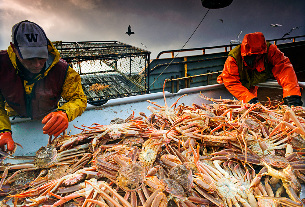 Brisk snow crab fishery in Alaska's Bering Sea nears quota - Anchorage  Daily News