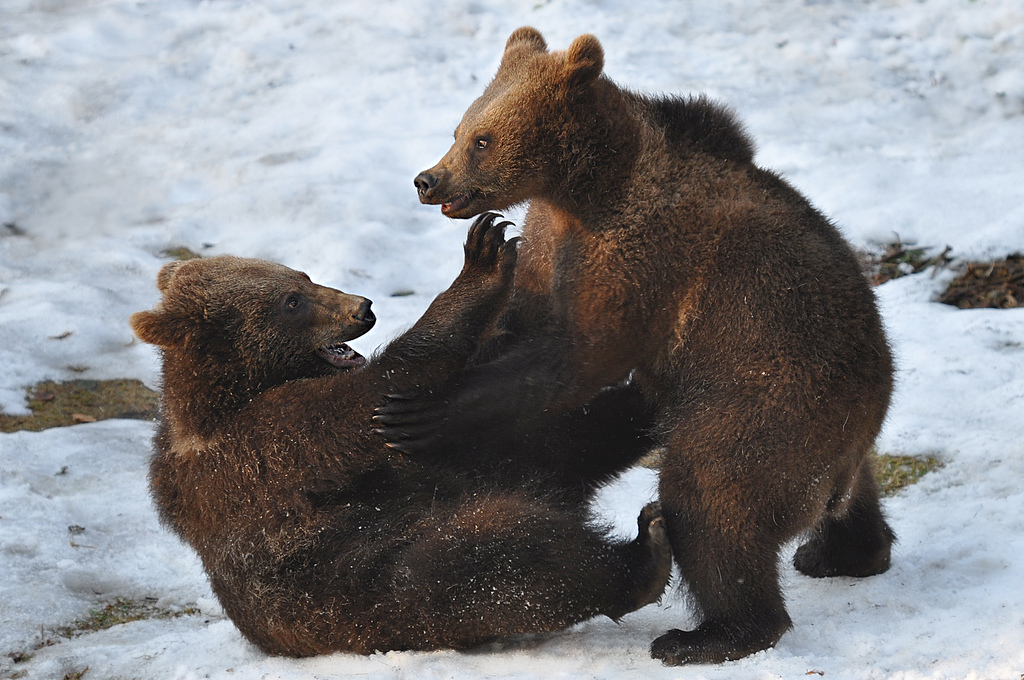 Kenai Brown Bear Committee, Alaska Department of Fish and Game