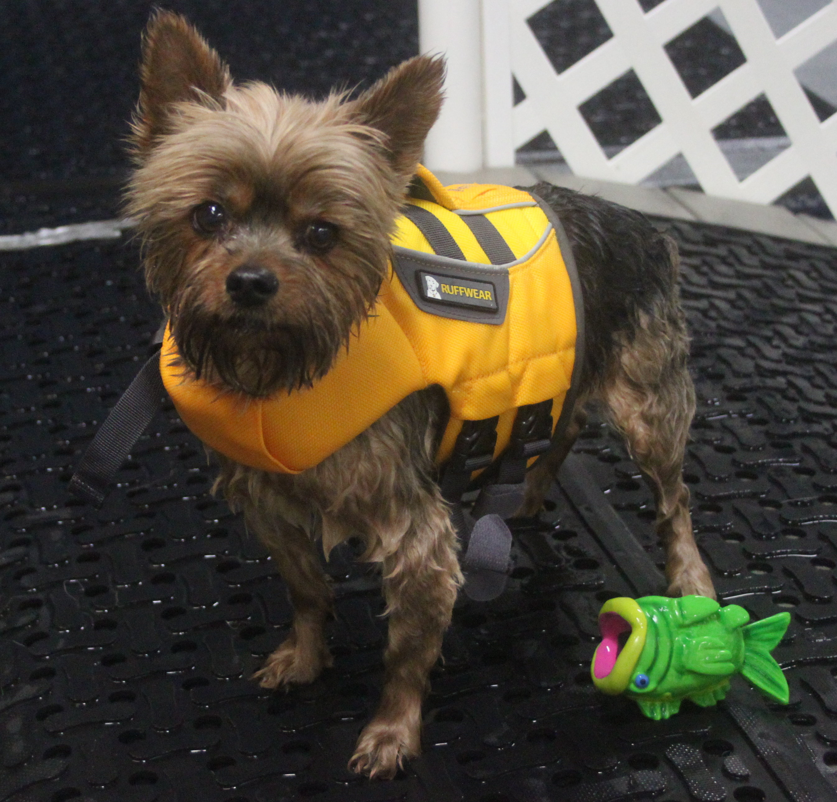 Friday training talk swimming at Alaska K9 Aquatics Anchorage