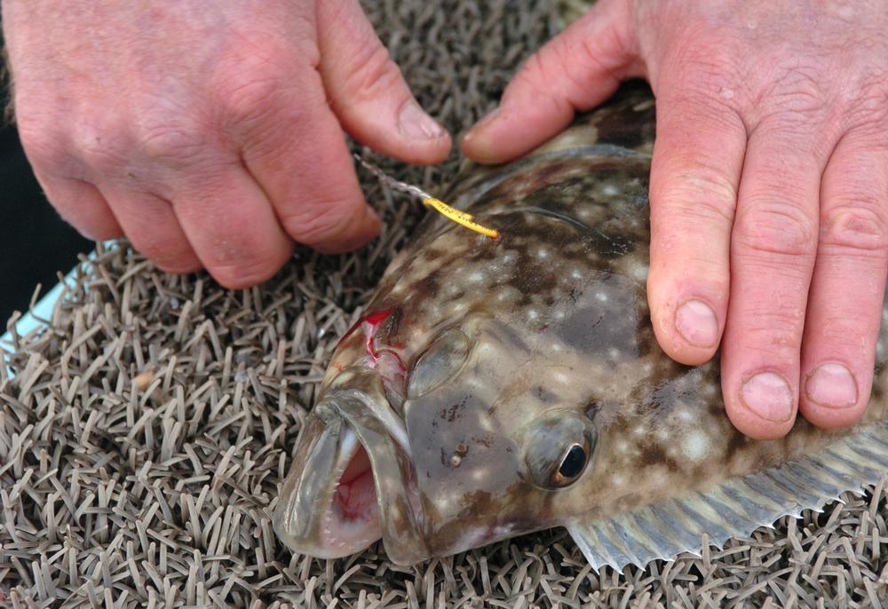 Learn About the Arrow-Tooth Flounder – Fishing