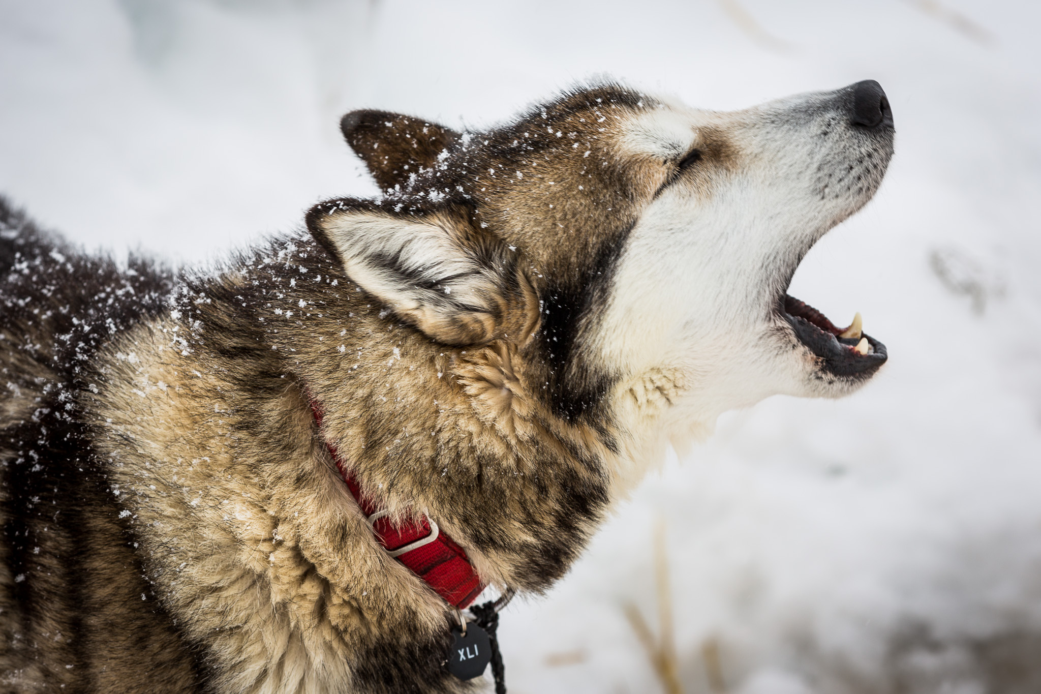 Siberian hot sale husky iditarod