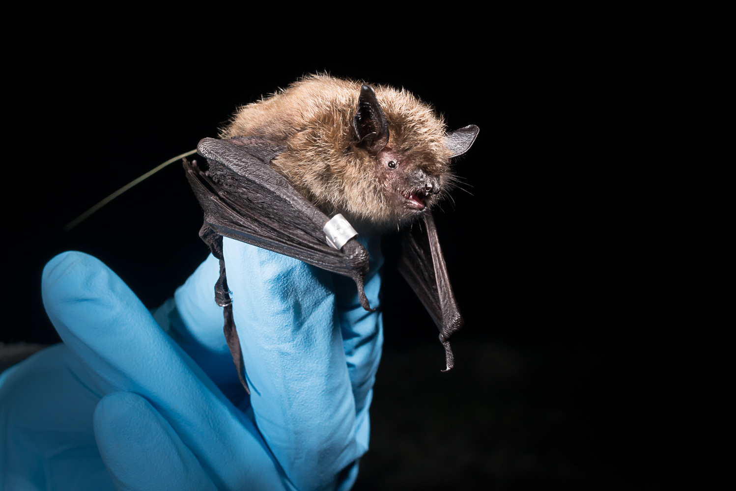 What on Earth are bats doing in Alaska? - Anchorage Daily News